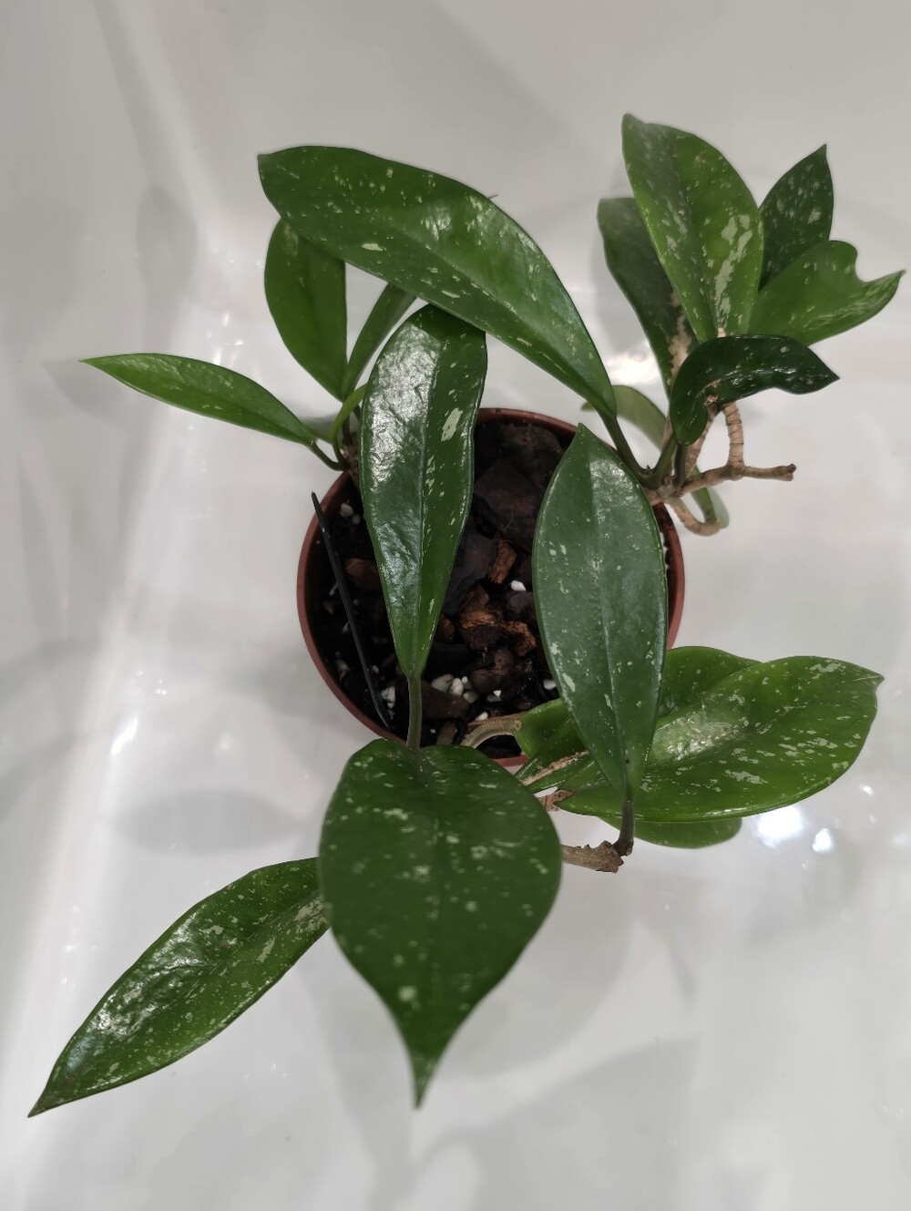 Hoya Carnosa Splash